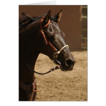 Black Beauty Card