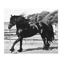 Black beauty friesian horse gallery wrap canvas
