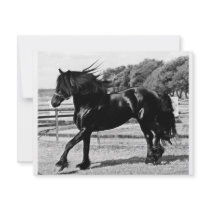 Black Beauty Horse Custom Announcement
