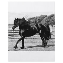 Black Beauty Horse Custom Flyer