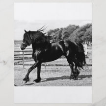 Black Beauty Horse Custom Flyer