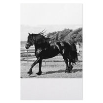 Black Beauty Horse Custom Stationery