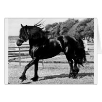 Black Beauty Horse Greeting Cards