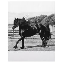 Black Beauty Horse Letterhead Template