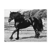 Black Beauty Horse Postcards