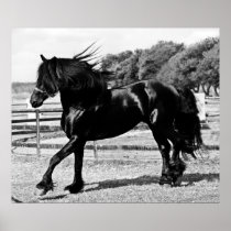 Black Beauty Horse Poster
