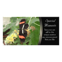 black beauty photo cards