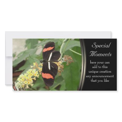 black beauty photo cards by arteologist23