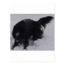 Black Belgian Shepherd in the Snow Post Card