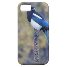Black Billed Magpie iPhone 5 Case