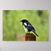 Black-billed magpie posters