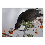 Black bird hunting for berry cards