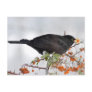 Black bird hunting for berry post cards