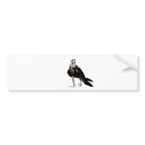 Black bird predator aggressive hawk