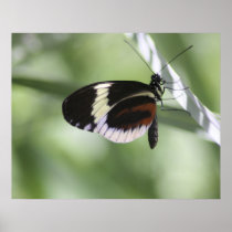Black Brown and White Butterfly Poster