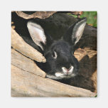 Black bunny in log magnets