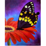 Black Butterfly Daisy Painting - Multi Cut Out