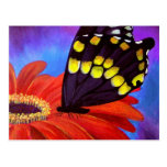 Black Butterfly Daisy Painting - Multi Post Card