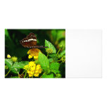 Black Butterfly on Yellow Lantana Photo Cards