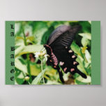 Black Butterfly Poster