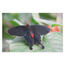 Black Butterfly Stationary