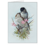 Black Cap Warblers Greeting Card