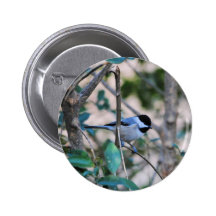 Black Capped Chickadee Backyard Bird Pinback Buttons