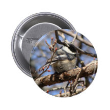 Black Capped Chickadee Button