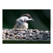 Black-Capped Chickadee Cards