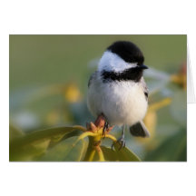 Black-capped Chickadee Cards