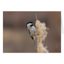 Black-capped Chickadee Cards