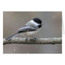Black Capped Chickadee Cards