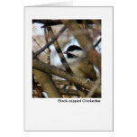 Black-capped Chickadee Cards