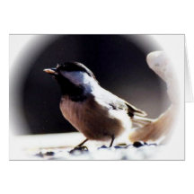 Black Capped Chickadee Cards
