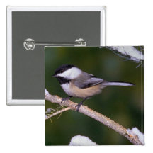 Black-capped Chickadee ? green background Pinback Buttons