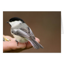 Black Capped Chickadee Greeting Card