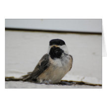 Black capped chickadee greeting card