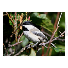 Black-capped chickadee greeting cards