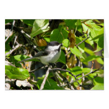 Black-capped Chickadee Greeting Cards