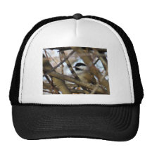 Black-capped Chickadee Hats