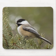 Black-capped Chickadee Mousepad