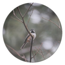 Black Capped Chickadee on Branch Plate