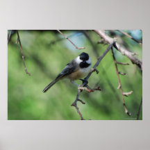 Black-capped Chickadee poster