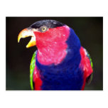 Black-capped lori postcards