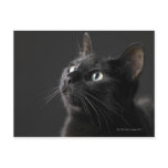 Black cat against black background, close-up postcard