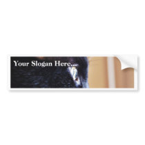 Black Cat Bumper Stickers