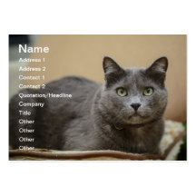 Black cat business card templates
