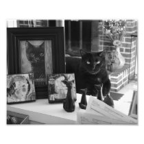 Black Cat Collection photo print