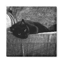Black Cat Comfy Magnets
