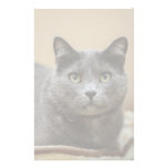 Black cat customized stationery